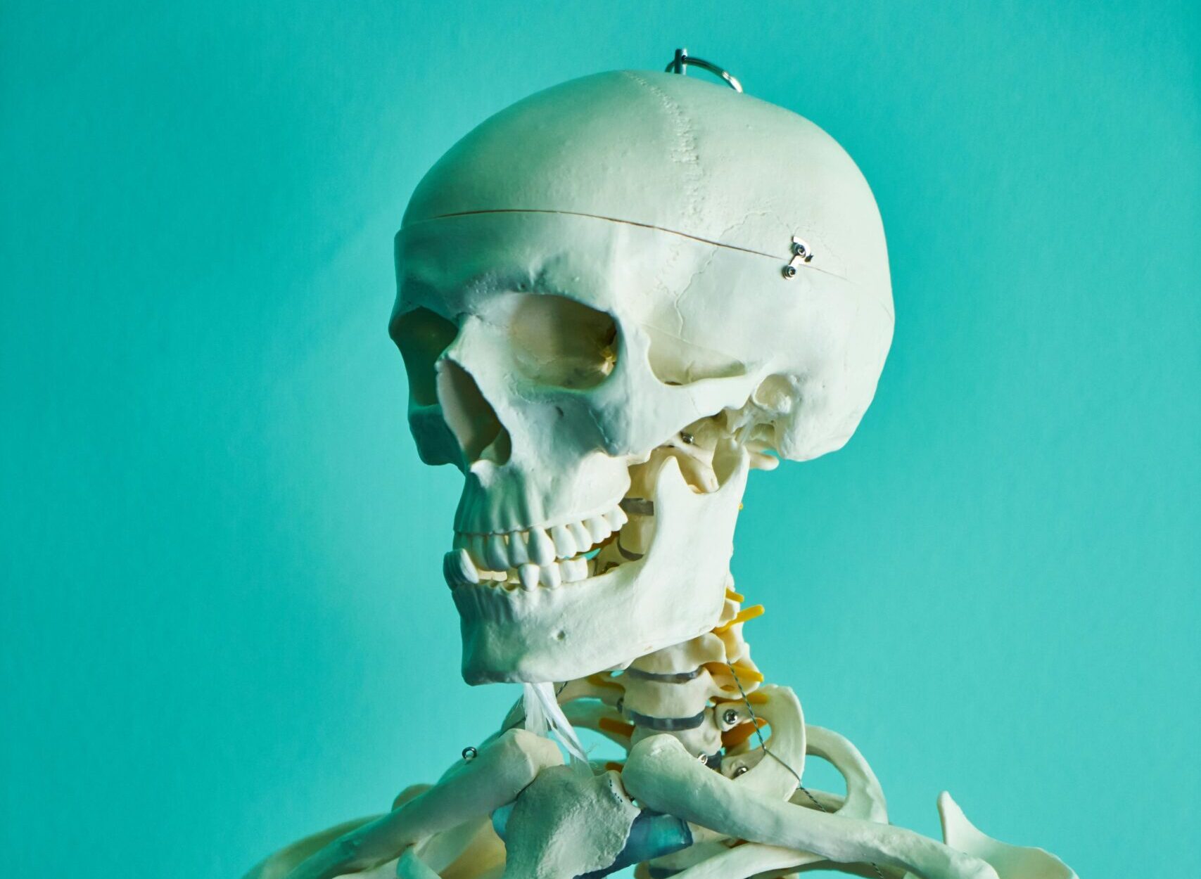 Realistic human skeleton model showcasing anatomy in a scientific context.